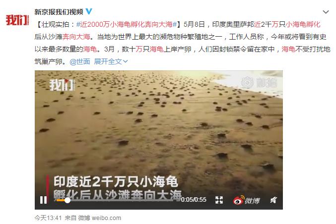近2000萬小海龜孵化奔向大海 網(wǎng)友：這波龜龜趕上好時候了